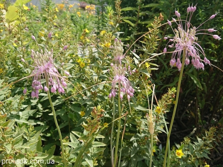 Лук килеватый хорошенький (Allium carinatum subsp. pulchellum)