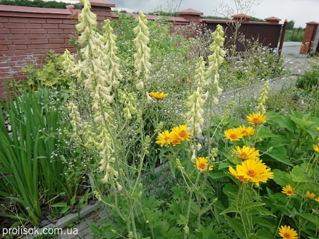 Аконит северный "Айворин" (Aconitum septentrionale "Ivorine")