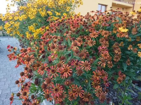 Гелениум "Тай Дай" (Helenium "Tie Dye")