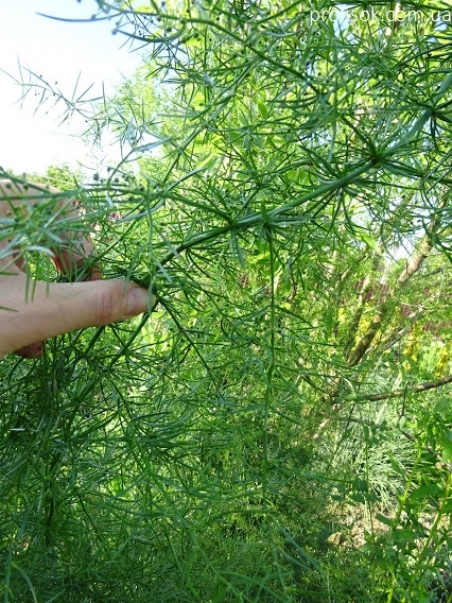 Спаржа мутовчатая (Asparagus verticillatus)