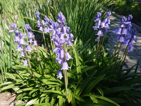 Гиацинтоид испанский "Эксельсиор" (Hyacinthoides hispanica "Excelsior")