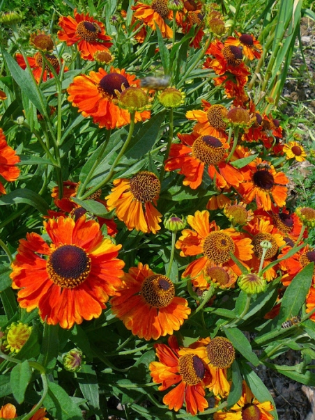 Гелениум "Марди Гра"  (Helenium "Mardi Gras"(Sneezeweed) )