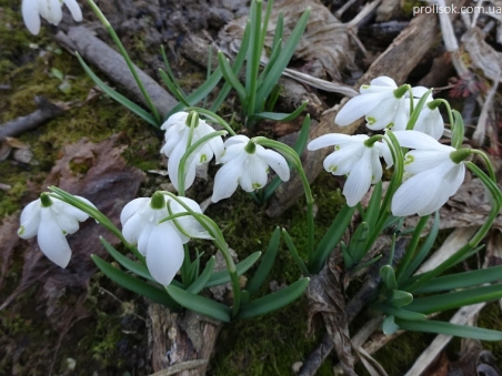 Подснежник белоснежный "Флоре Плено" (Galanthus nivalis "Flore Pleno")