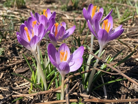 Крокус Томмазини "Барр'с Перпл" (Crocus tommasinianus "Barr's Purple")