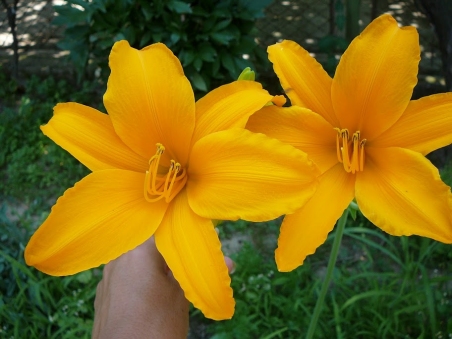 Лілійник "Атен" (Hemerocallis "Aten")