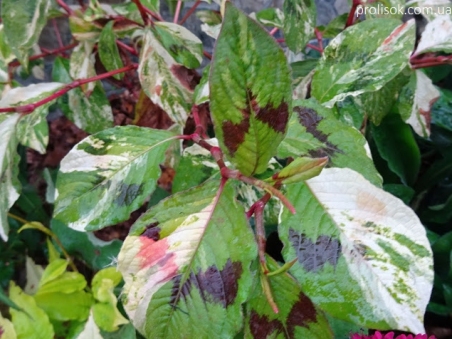 Горец виргинский "Пейнтерс Палетт" (Persicaria virginiana "Painter's Palette")