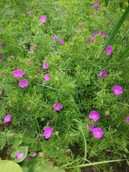 Герань кроваво-красная (Geranium sanguineum)