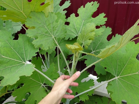 Маклейя мелкоплодная (Масleaya microcarpa)