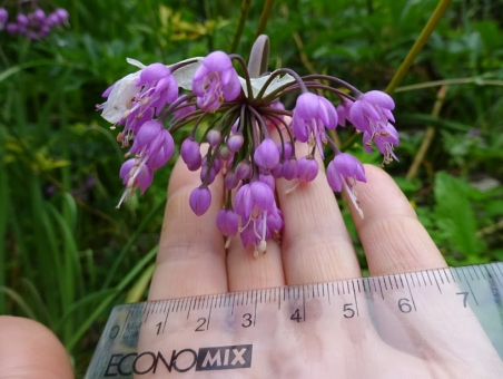 Цибуля схилена (Allium cernuum  Roth)