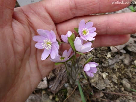 Печіночниця гостролопатева  ф. розеа (Hepatica acutiloba f. rosea)