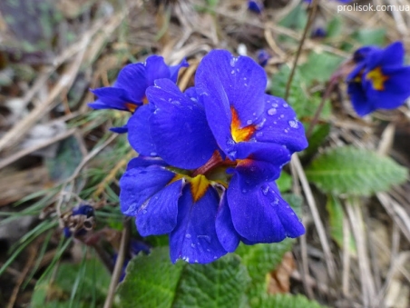 Первоцвет Томмазини "Ю энд Ми Блю" (Primula х tommasiniі "You and Me Blue")