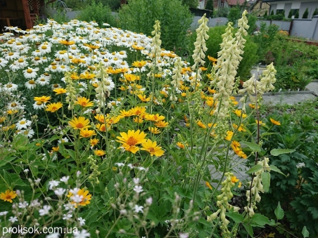 Нивяник "Бетховен" (Leucanthemum x superbum "Beethoven")