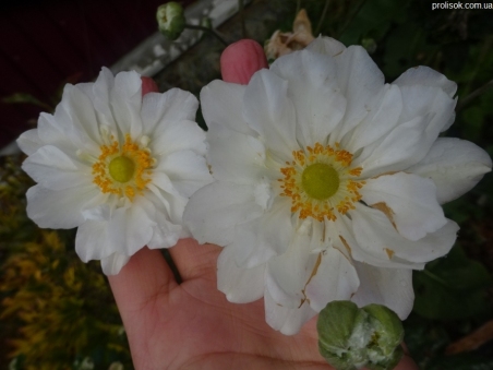 Анемона японська "Вірлвінд" (Anemone japonica "Whirlwind")