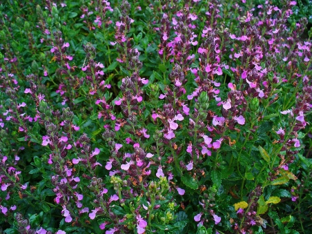 Самосил гайовий (Teucrium chamaedrys)