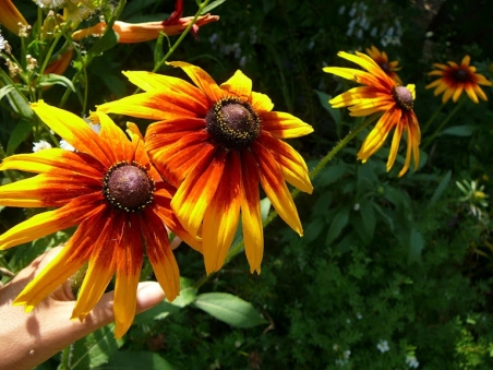 Рудбекия двухцветная (Rudbeckia bicolor)