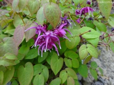 Горянка крупноцветковая "Юбае" (Epimedium grandiflorum "Yubae")