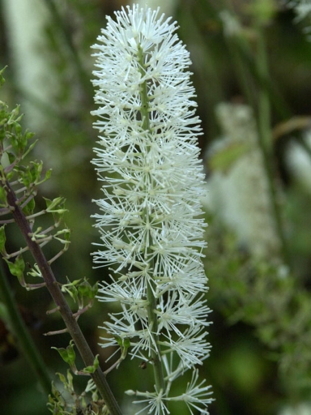 Клопогін простий "Вайт Перл" (Cimicifuga simplex "White Pearl")