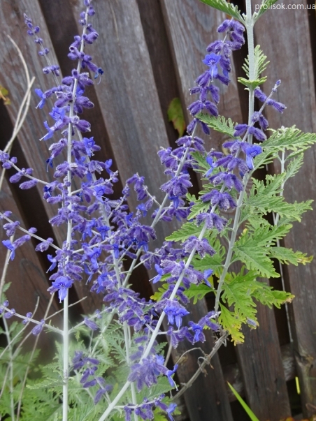 Перовския лебедолистная "Блю Спайр" (Perovskia atriplicifolia "Blue Spire")