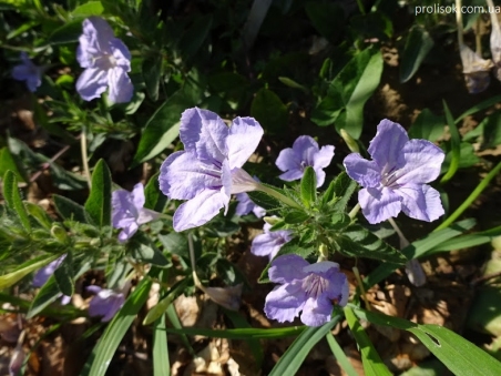 Руеллія приземиста, або низька (Ruellia humilis)