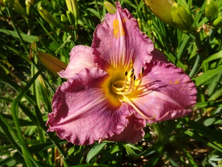 Лілійник "Хандредс Енніверсарі" (Hemerocallis "Hundredth Anniversary")