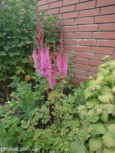 Астильба китайсакая "Суперба" (Astilbe chinensis var. taquetii "Superba")