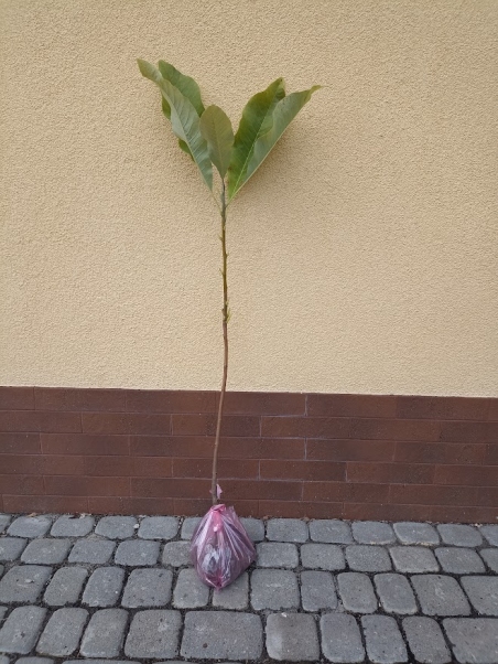 Магнолія лікарська (Magnolia officinalis) - 17972 Магнолія лікарська (Magnolia officinalis)