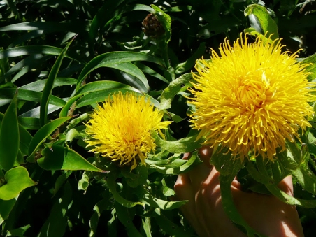 Волошка великоголова (Centaurea macrocephala)