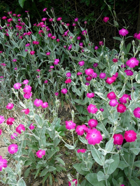 Лихнис корончатый (Lychnis coronaria)