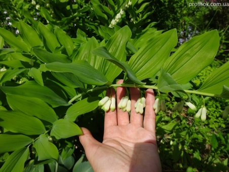 Купена двухцветковая разновидность переменчивая (Polygonatum biflorum var. commutatum)