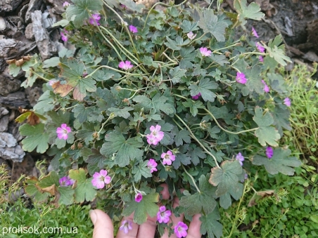 Герань "Окней Черри" (Geranium "Orkney Cherry")