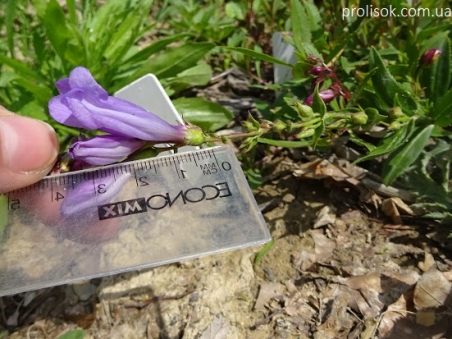 Пенстемон кустарниковый разновидность Скулера (Penstemon fruticosus var. scouleri)