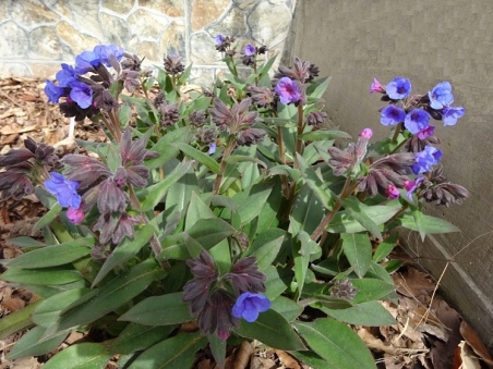 Медуница мягчайшая (Pulmonaria mollis)