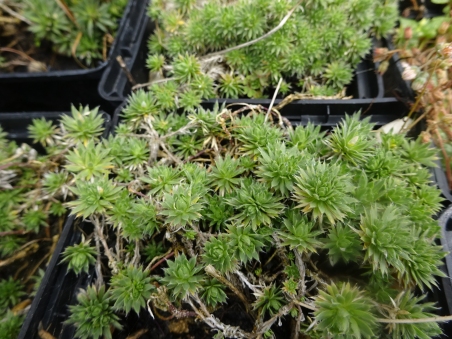 Крупка кавказская (Draba bruniifolia)