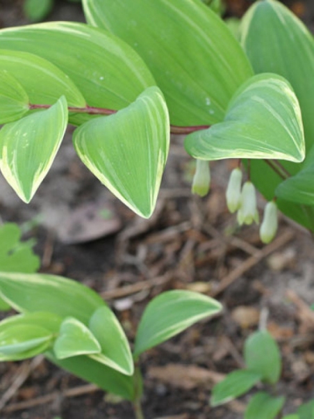 Купена серповидная "Вариегатум" (Polygonatum falcatum "Variegatum")