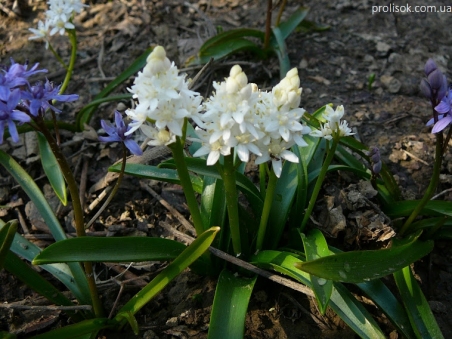 Пролеска двулистная ф. альба (Scilla bifolia f. alba)