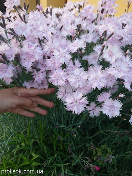 Гвоздика сизая "Басс Пинк" (Dianthus gratianopolitanus "Bath's Pink")