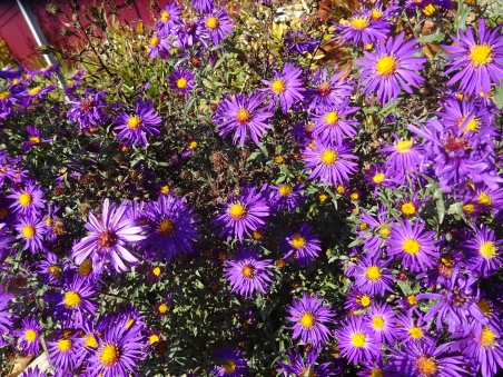 Астра новобельгийская "Пурпл Доум" (Aster (Symphyotrichum) novae-angliae "Purple Dome")