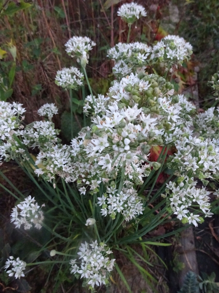 Лук Китайский резанец (Allium tuberosum)