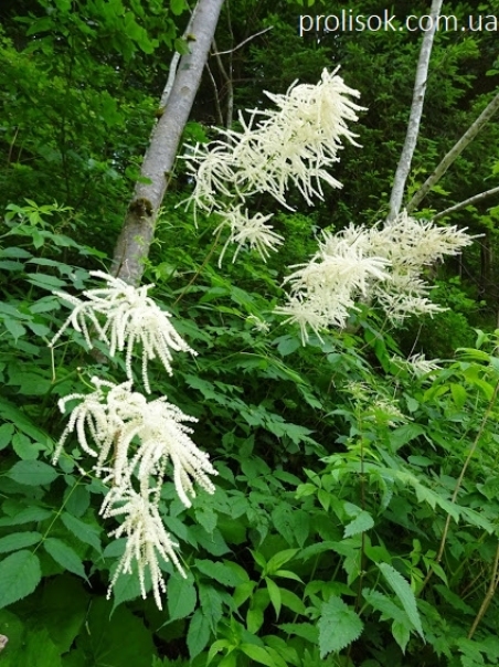 Волжанка двудомная (Aruncus dioicus)