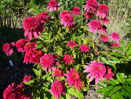 Эхинацея пурпурная "Разберри" (Echinacea purpurea "Raspberry")