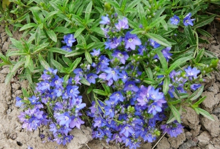 Вероника простертая (Veronica prostrata)