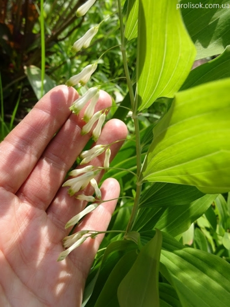 Купена многоцветковая (Polygonatum multiflorum)