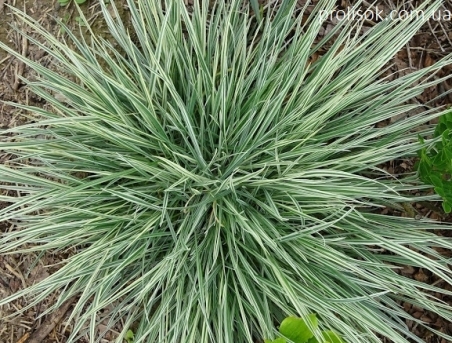 Райграс луковичный "Вариегатум" (Arrhenatherum elatius subsp. bulbosum "Variegatum")