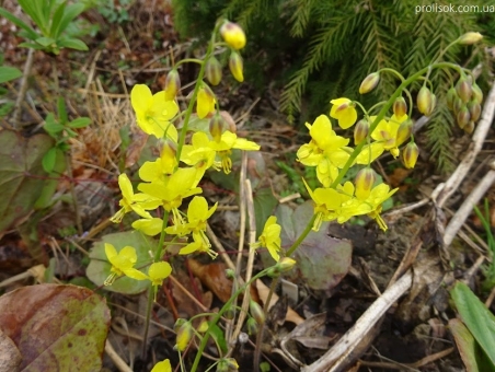 Горянка перистая подвид колхидская (Epimedium pinnatum ssp. colchicum)