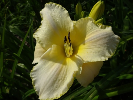 Лілійник "Бліззард Бей" (Hemerocallis "Blizzard Bay")