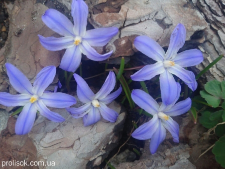 Хионодокса Люцилии "Виолет Бьюти" (Chionodoxa luciliae "Violet Beauty")