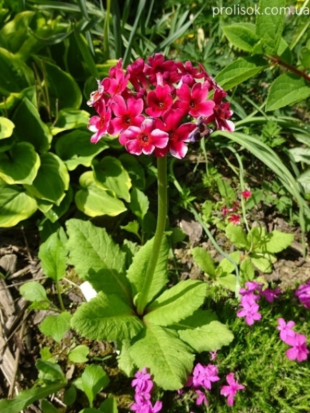 Первоцвет японский (Primula japonica)