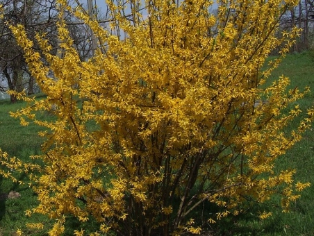Форзиція "Лінвуд" (Forsythia × intermedia "Lynwood")
