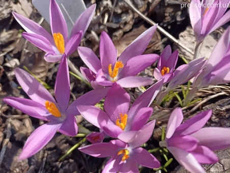 Крокус Томмазини "Росеус" (Crocus tommasinianus "Roseus")