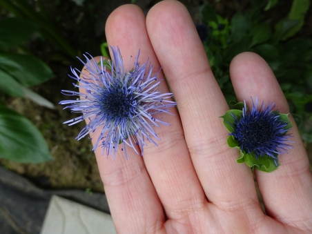 Глобулярія вузькопелюсткова (Globularia trichosantha)